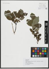 Foto von Salix hastata L.